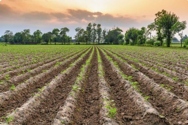 Investing in Rural Land for Agribusiness in Nigeria
